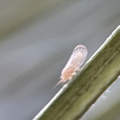 Unidentified Psyllid, lerp, aphid or whitefly (Hemiptera, several families) at Batemans Bay, NSW - 18 Jun 2023 by Hejor1