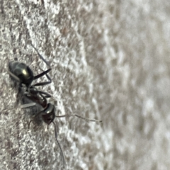 Iridomyrmex sp. (genus) at Batemans Bay, NSW - 18 Jun 2023 by Hejor1