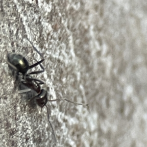 Iridomyrmex sp. (genus) at Batemans Bay, NSW - 18 Jun 2023