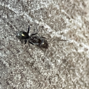 Iridomyrmex sp. (genus) at Batemans Bay, NSW - 18 Jun 2023