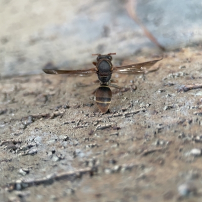 Unidentified Social or paper-nest wasp (Vespidae, Polistinae or Vespinae) at Batemans Bay, NSW - 18 Jun 2023 by Hejor1