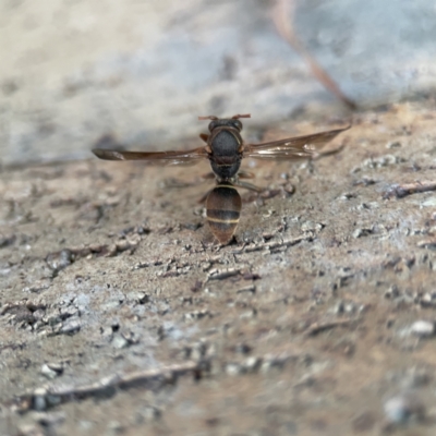 Polistes (Polistella) humilis at Batemans Bay, NSW - 18 Jun 2023 by Hejor1