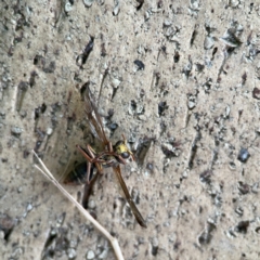 Polistes (Polistella) humilis at Batemans Bay, NSW - 18 Jun 2023 04:31 PM