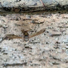 Polistes (Polistella) humilis at Batemans Bay, NSW - 18 Jun 2023 04:31 PM