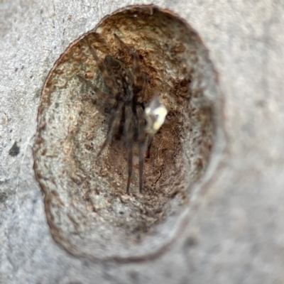 Badumna sp. (genus) (Lattice-web spider) at Batemans Bay, NSW - 18 Jun 2023 by Hejor1