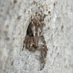 Stephanopis altifrons at Batemans Bay, NSW - 18 Jun 2023 04:42 PM
