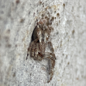 Stephanopis altifrons at Batemans Bay, NSW - 18 Jun 2023 04:42 PM