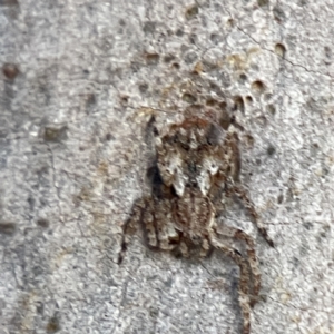Stephanopis altifrons at Batemans Bay, NSW - 18 Jun 2023 04:42 PM