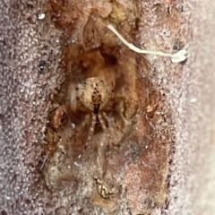 Cryptachaea veruculata (Diamondback comb-footed spider) at Batemans Bay, NSW - 18 Jun 2023 by Hejor1