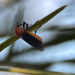 Bibio imitator (Garden maggot) at Batemans Bay, NSW - 18 Jun 2023 by Hejor1