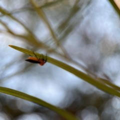 Bibio imitator at Batemans Bay, NSW - 18 Jun 2023 04:26 PM