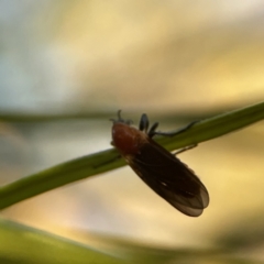 Bibio imitator at Batemans Bay, NSW - 18 Jun 2023 04:26 PM