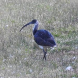 Threskiornis spinicollis at Greenway, ACT - 18 Jun 2023