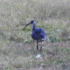 Threskiornis spinicollis at Greenway, ACT - 18 Jun 2023