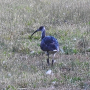 Threskiornis spinicollis at Greenway, ACT - 18 Jun 2023