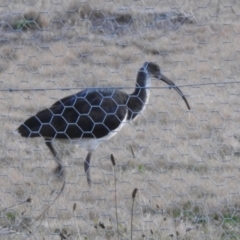 Threskiornis spinicollis at Greenway, ACT - 18 Jun 2023