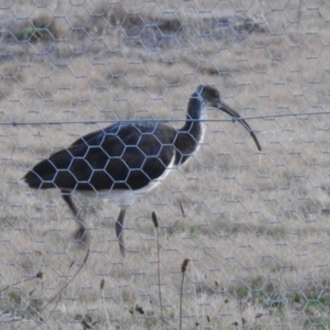 Threskiornis spinicollis at Greenway, ACT - 18 Jun 2023