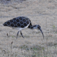 Threskiornis spinicollis at Greenway, ACT - 18 Jun 2023