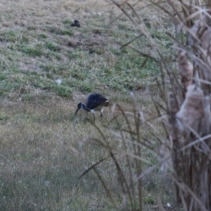 Threskiornis spinicollis at Greenway, ACT - 18 Jun 2023