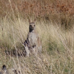 Macropus giganteus (Eastern Grey Kangaroo) at Fyshwick, ACT - 18 Jun 2023 by MatthewFrawley