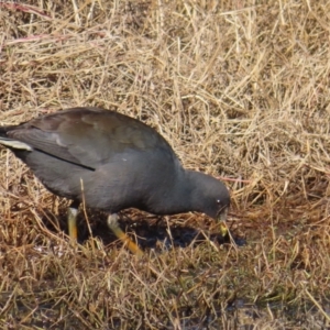 Gallinula tenebrosa at Fyshwick, ACT - 18 Jun 2023 01:28 PM