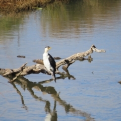 Microcarbo melanoleucos (Little Pied Cormorant) at Fyshwick, ACT - 18 Jun 2023 by MatthewFrawley