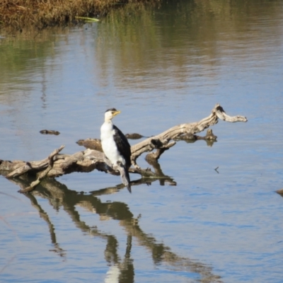 Microcarbo melanoleucos (Little Pied Cormorant) at Jerrabomberra Wetlands - 18 Jun 2023 by MatthewFrawley