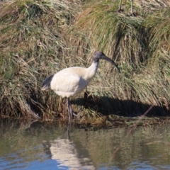 Threskiornis molucca (Australian White Ibis) at Fyshwick, ACT - 18 Jun 2023 by MatthewFrawley