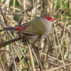 Neochmia temporalis (Red-browed Finch) at Fyshwick, ACT - 18 Jun 2023 by MatthewFrawley