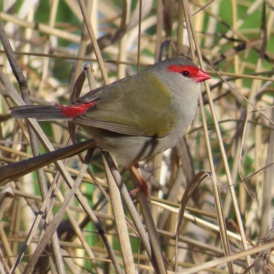 Neochmia temporalis (Red-browed Finch) at Fyshwick, ACT - 18 Jun 2023 by MatthewFrawley