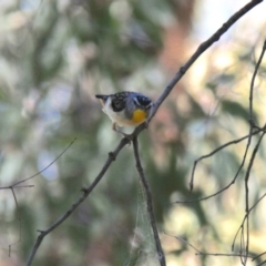 Pardalotus punctatus (Spotted Pardalote) at Geehi, NSW - 19 Jan 2018 by JimL