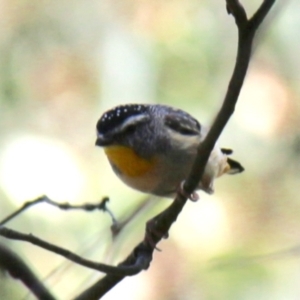 Pardalotus punctatus at Geehi, NSW - 19 Jan 2018 01:25 PM