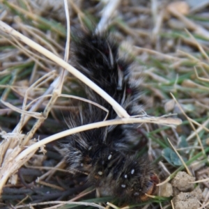 Anthela varia at Triabunna, TAS - 18 Apr 2018 04:14 PM