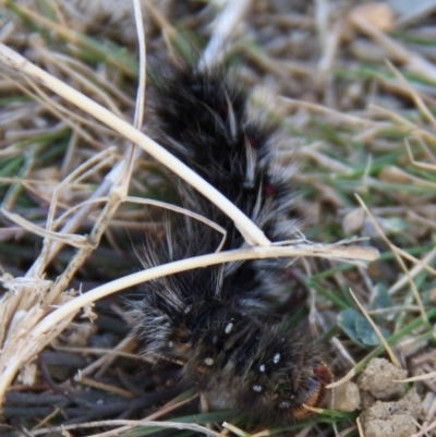 Unidentified Moth (Lepidoptera) at Triabunna, TAS - 18 Apr 2018 by JimL