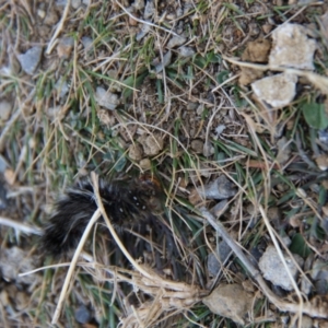 Anthela varia at Triabunna, TAS - 18 Apr 2018 04:14 PM