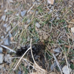 Anthela varia at Triabunna, TAS - 18 Apr 2018 04:14 PM