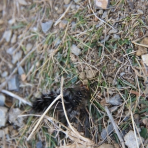 Anthela varia at Triabunna, TAS - 18 Apr 2018 04:14 PM