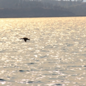 Phalacrocorax fuscescens at Orford, TAS - 20 Apr 2018 02:16 PM