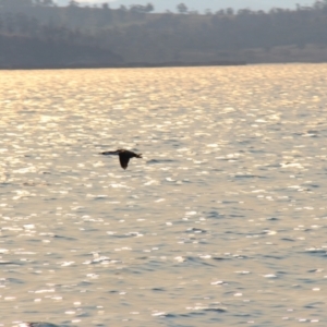 Phalacrocorax fuscescens at Orford, TAS - 20 Apr 2018