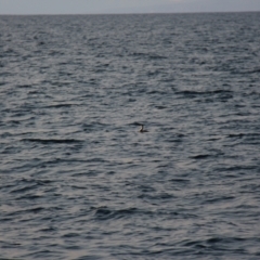 Phalacrocorax fuscescens at Orford, TAS - 20 Apr 2018 02:16 PM