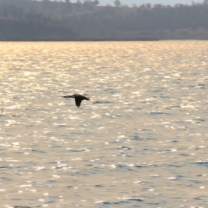 Phalacrocorax fuscescens at Orford, TAS - 20 Apr 2018