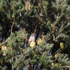 Anthochaera chrysoptera at Berriedale, TAS - 22 Apr 2018 01:36 PM