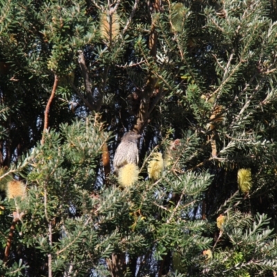 Anthochaera chrysoptera (Little Wattlebird) at Berriedale, TAS - 22 Apr 2018 by JimL