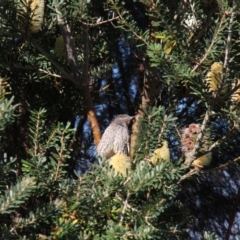 Anthochaera chrysoptera at Berriedale, TAS - 22 Apr 2018