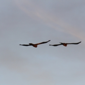 Zanda funerea at South Bruny, TAS - 23 Apr 2018 04:57 PM