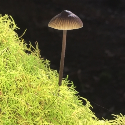 Mycena sp. (genus) (Mycena) at Maydena, TAS - 24 Apr 2018 by JimL