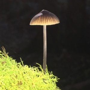 Mycena sp. at Maydena, TAS - 24 Apr 2018