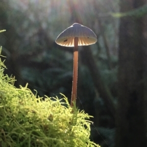 Mycena sp. at Maydena, TAS - 24 Apr 2018