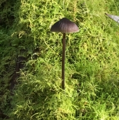 Mycena sp. at Maydena, TAS - 24 Apr 2018 02:04 PM
