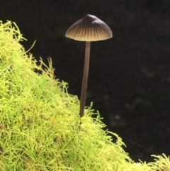 Mycena sp. at Maydena, TAS - 24 Apr 2018 02:04 PM